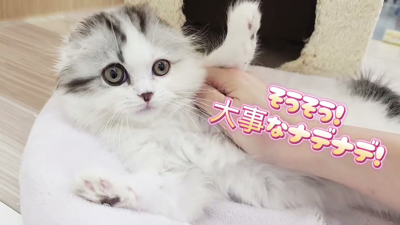 【スコティッシュフォールド】なでなで大好き！