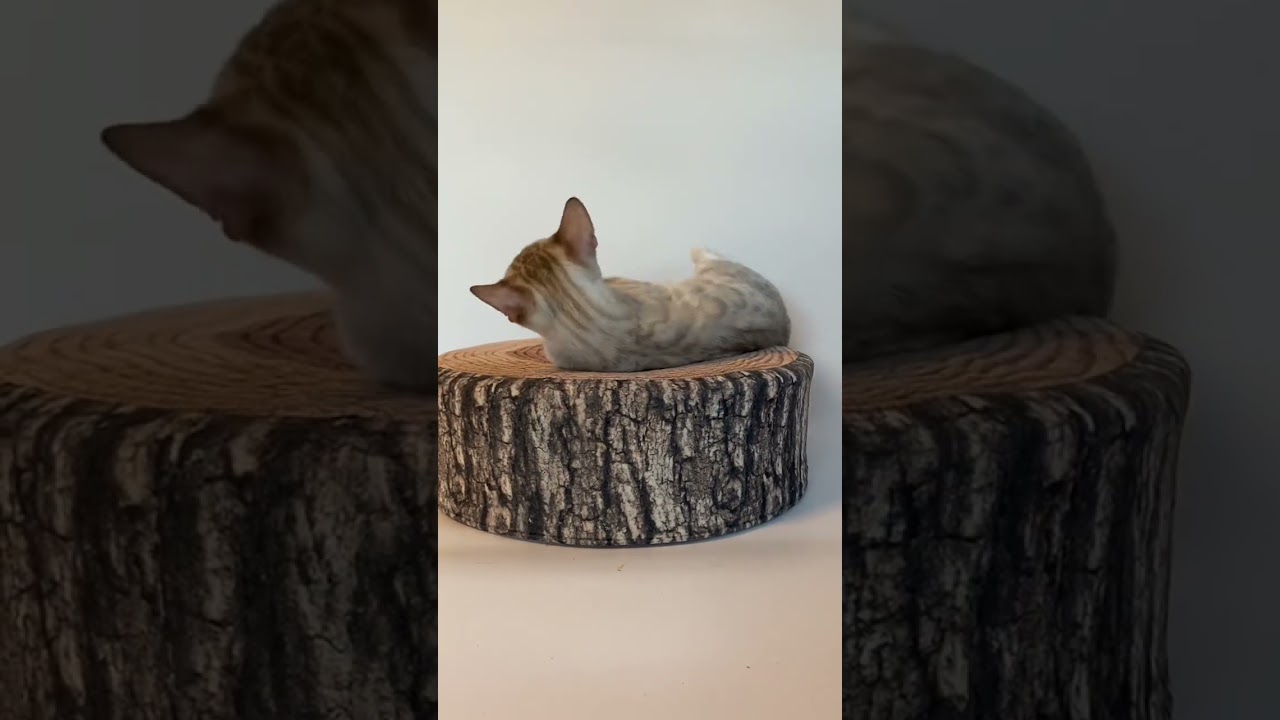ベンガル ハイグレードベンガルです。