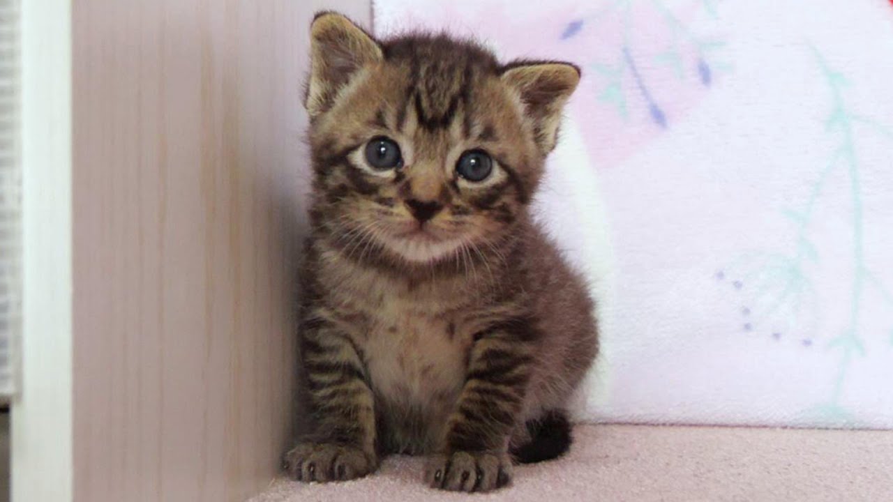 「ワン！と吠える子猫がかわい過ぎ【赤ちゃん猫　保護猫】