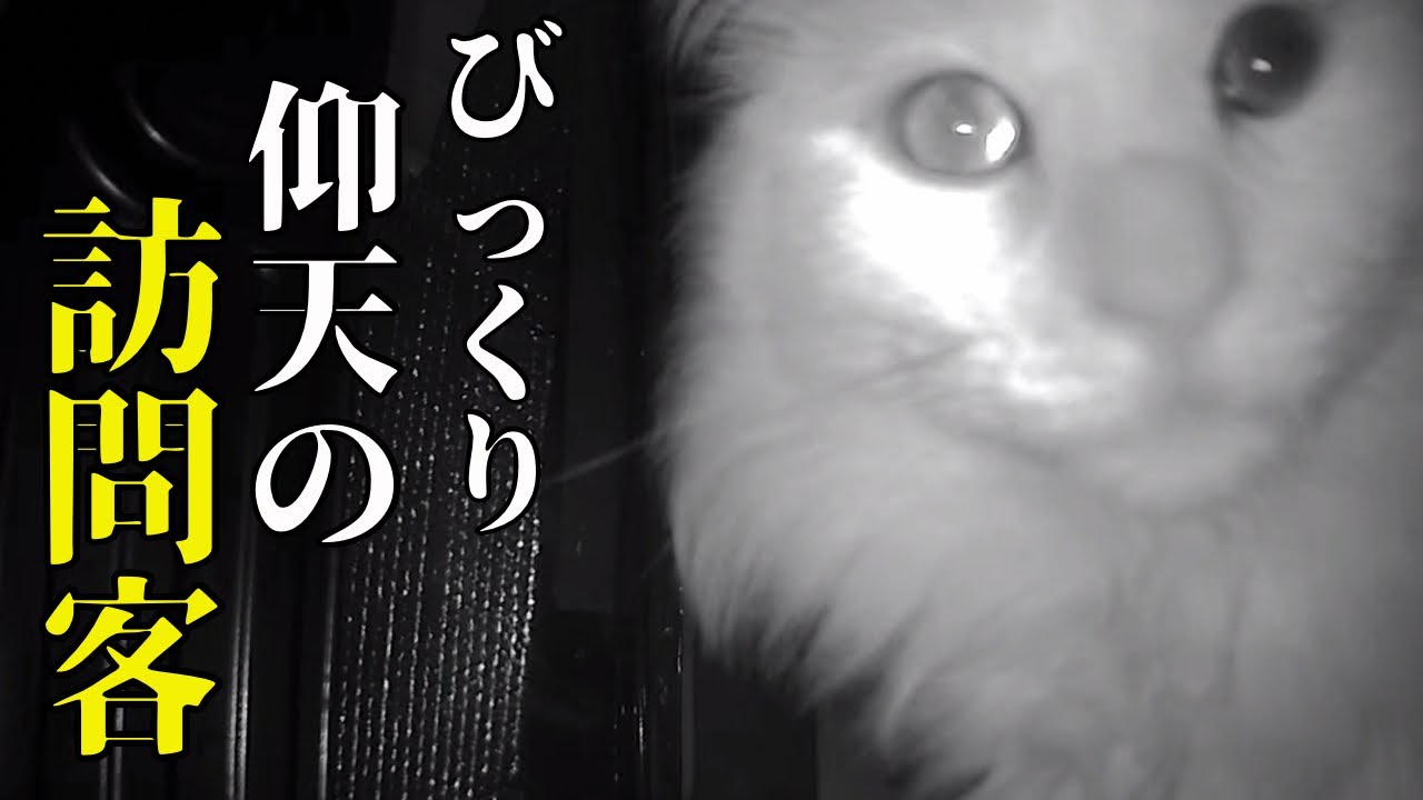 【住み着いた野良猫】最後まで驚きの2024年TOSAN家でした！