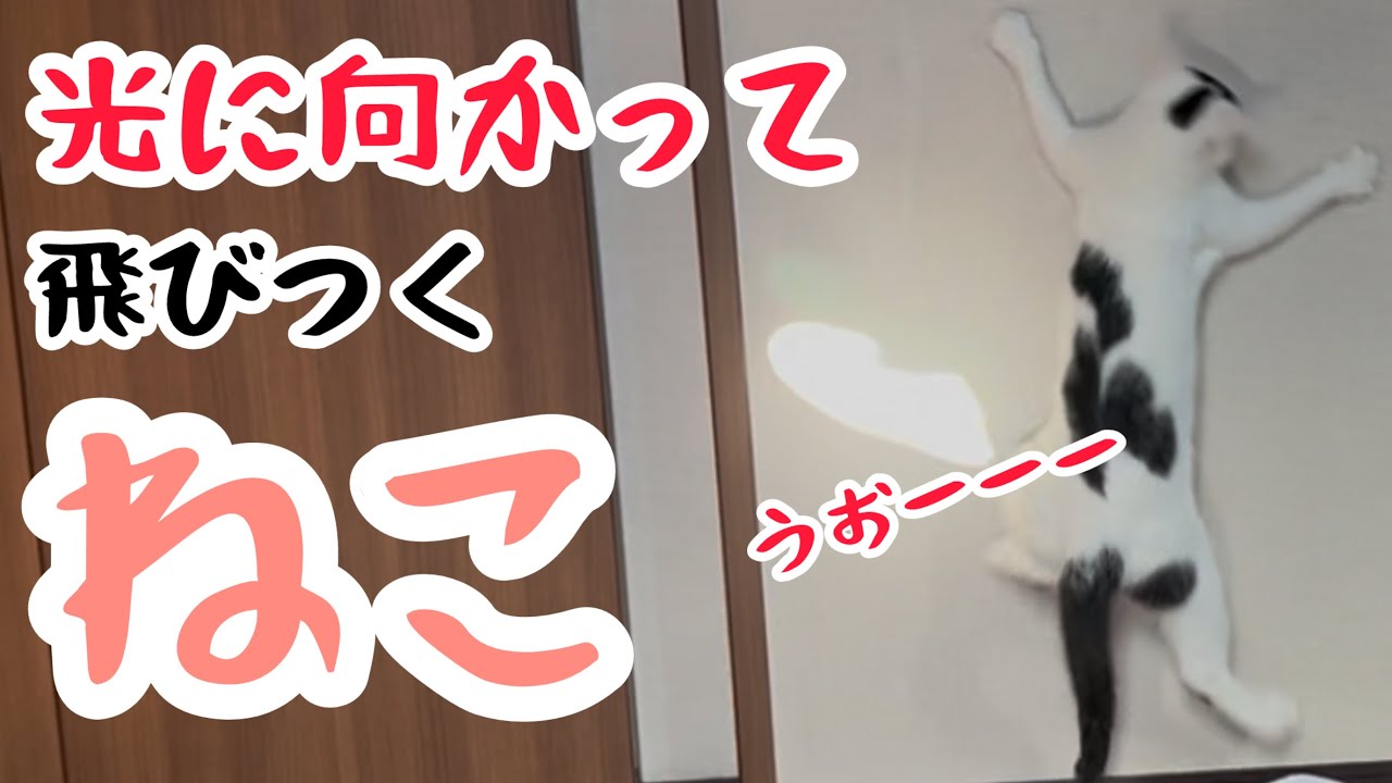 猫vs.光、逃げる光に必死に喰らいつくミルねーさんが可愛すぎる。
