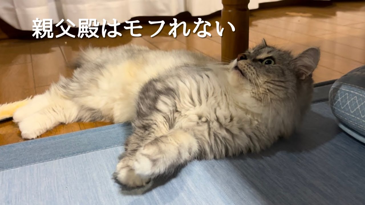 なかなかモフらせてくれない猫｜ラガマフィン、猫との暮らし
