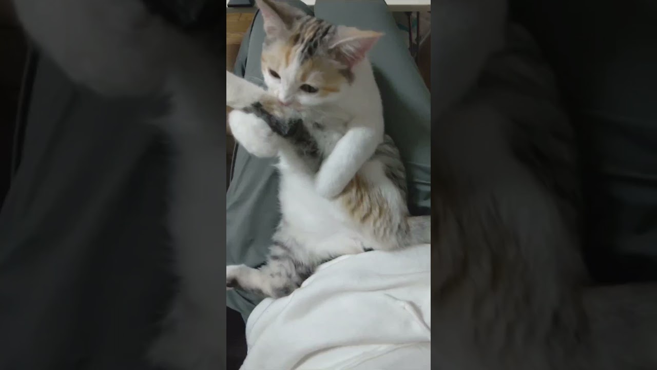 【マンチカン】子猫の毛づくろいがただただ可愛いすぎる動画w #shorts