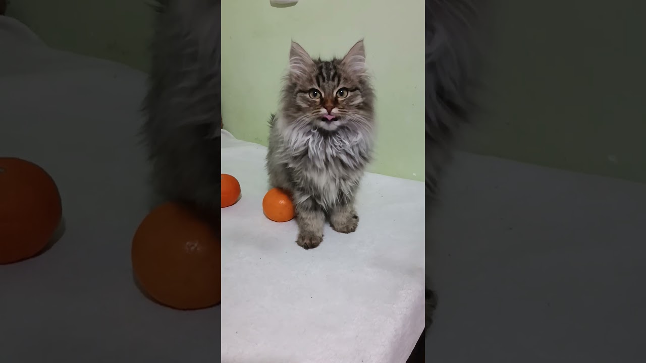 Simon Black Spotted Tabby Siberian Male Kitten Available Now | Purebred Kitties
