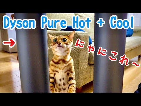 ベンガル猫はじめての夏がやってくる！暑さ対策にDyson Pure Hot + Coolを買ってみた