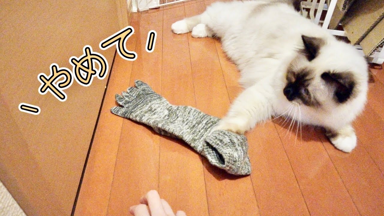 猫に連れ去られた靴下の気持ち【バーマン】