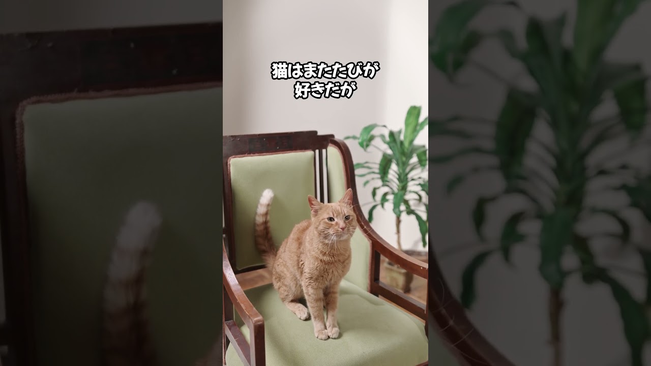 ペットロスから立ち直るには・・・😭😭 #猫のいる暮らし #猫のいる生活 #ねこのいる幸せ #猫動画 #cat #猫好きさんと繋がりたい
