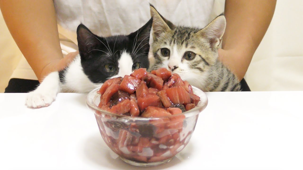 【保護猫】初めてまぐろを食べた子猫たちの反応がこちらです。