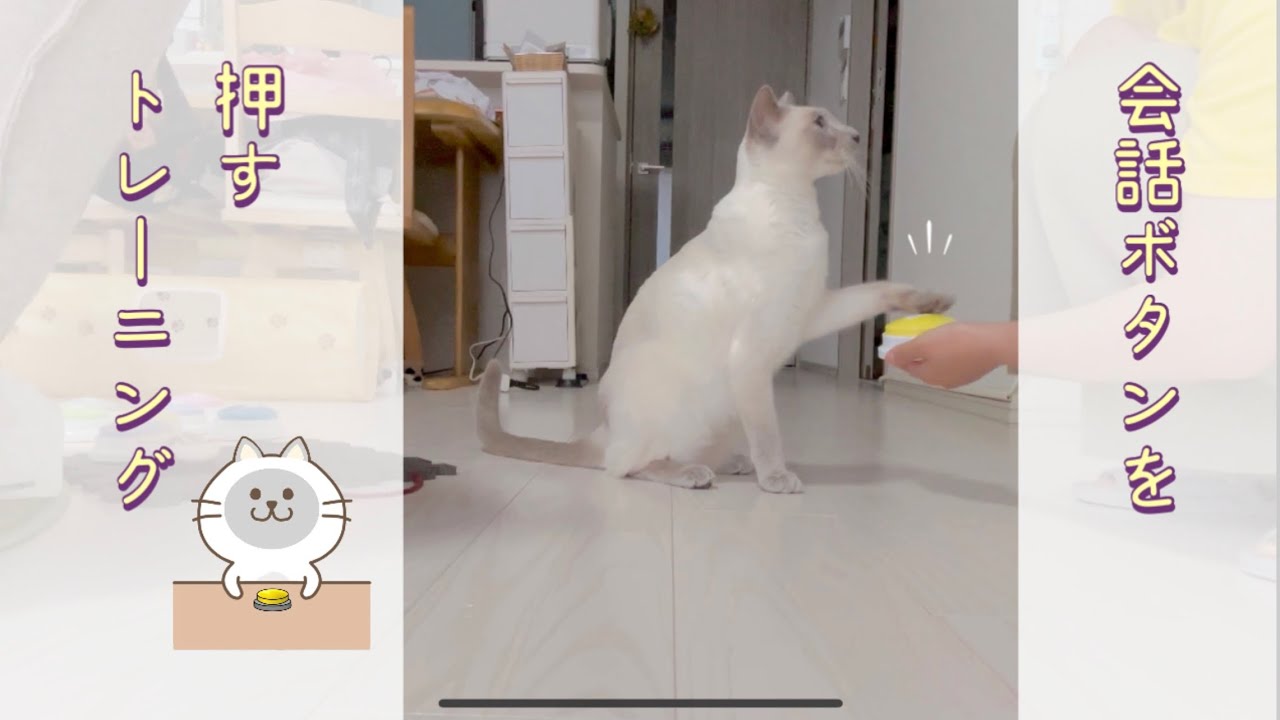 【猫】【トンキニーズ】会話ボタンを押すトレーニング