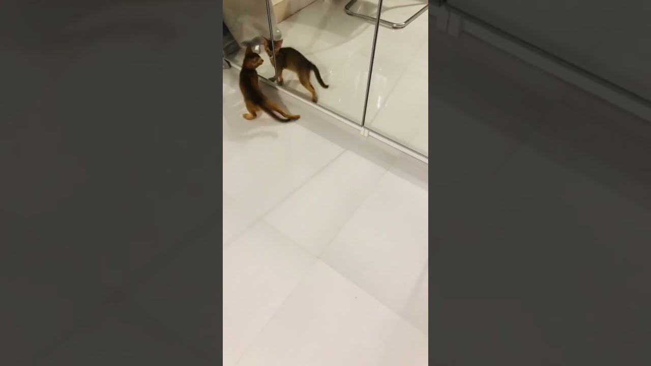 Who's in the mirror??#Abyssinian #kitten ANTARES❤
