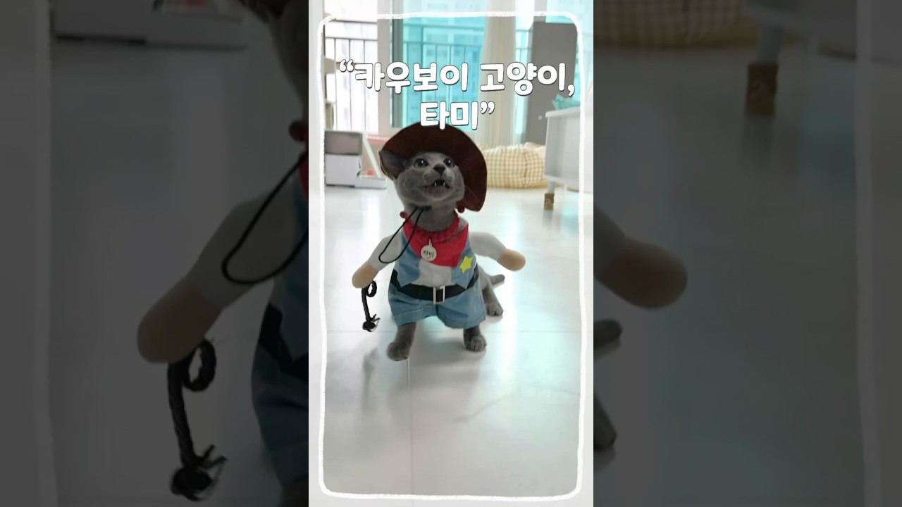카우보이 옷 입은 고양이 타미   #고양이 #cat #고양이브이로그 #러시안블루 #고양이일상 #초보집사 #옷입은고양이
