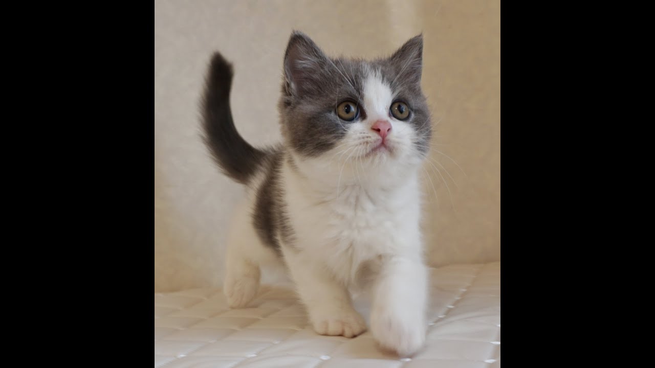 ブリティッシュショートヘアー子猫　British Shorthair　2024.10.18産まれ　ブルー&ホワイト　男の子　シーダキャット猫のお店