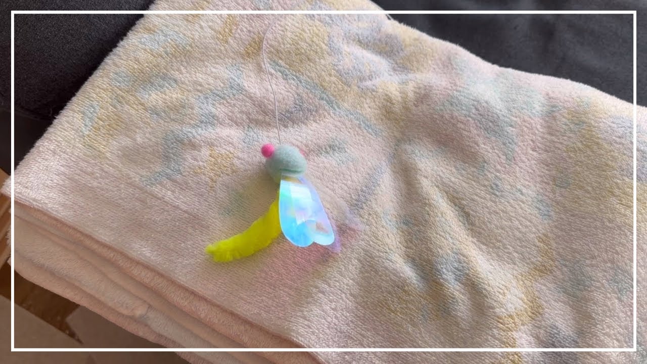 新しいカシャブンでロシアンブルーのノアちゃんと遊んでみた。