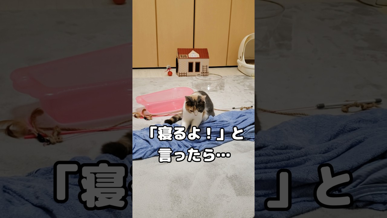 猫に「寝るよ！」と言うと反応が可愛すぎた…ｗ #猫 #たまたま・たまちゃん