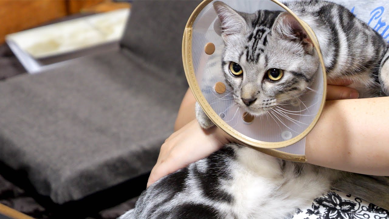 アメリカンショートヘアの子猫がこの日、永遠の子猫となりました。