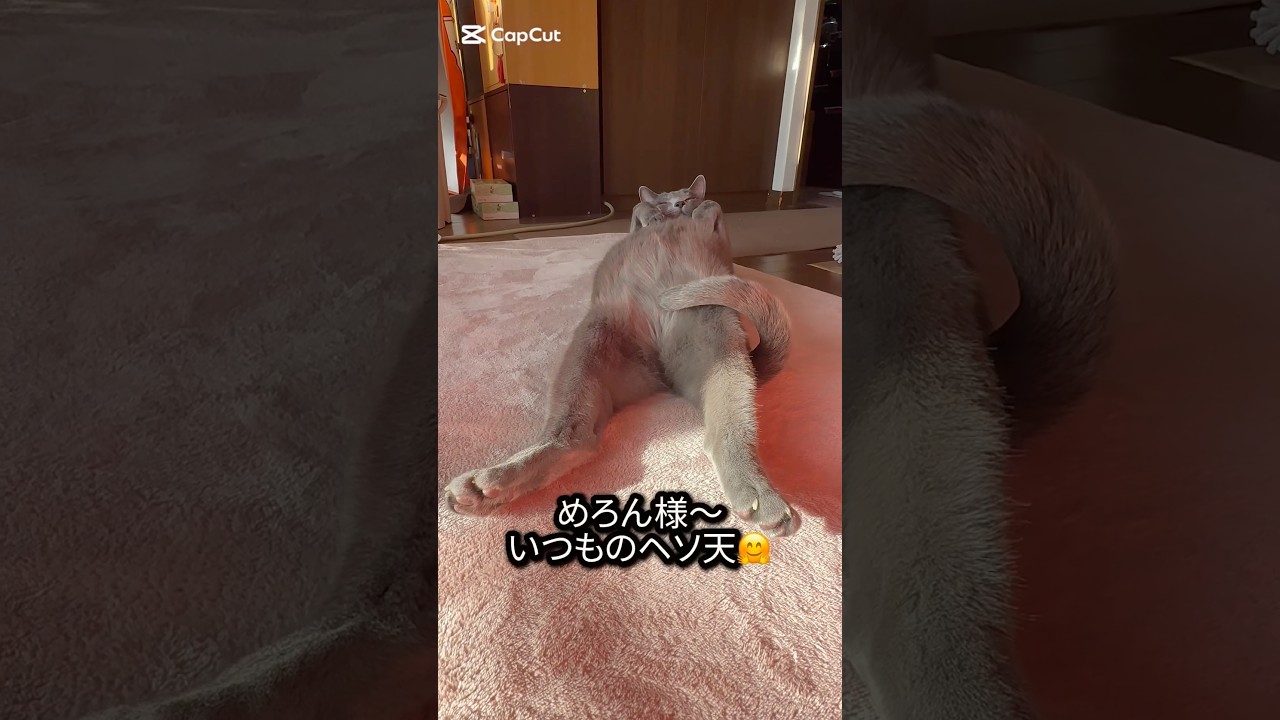 【ロシアンブルー】めろん〜いつものヘソ天やけど...🫢【ロシアンブルー】#shorts