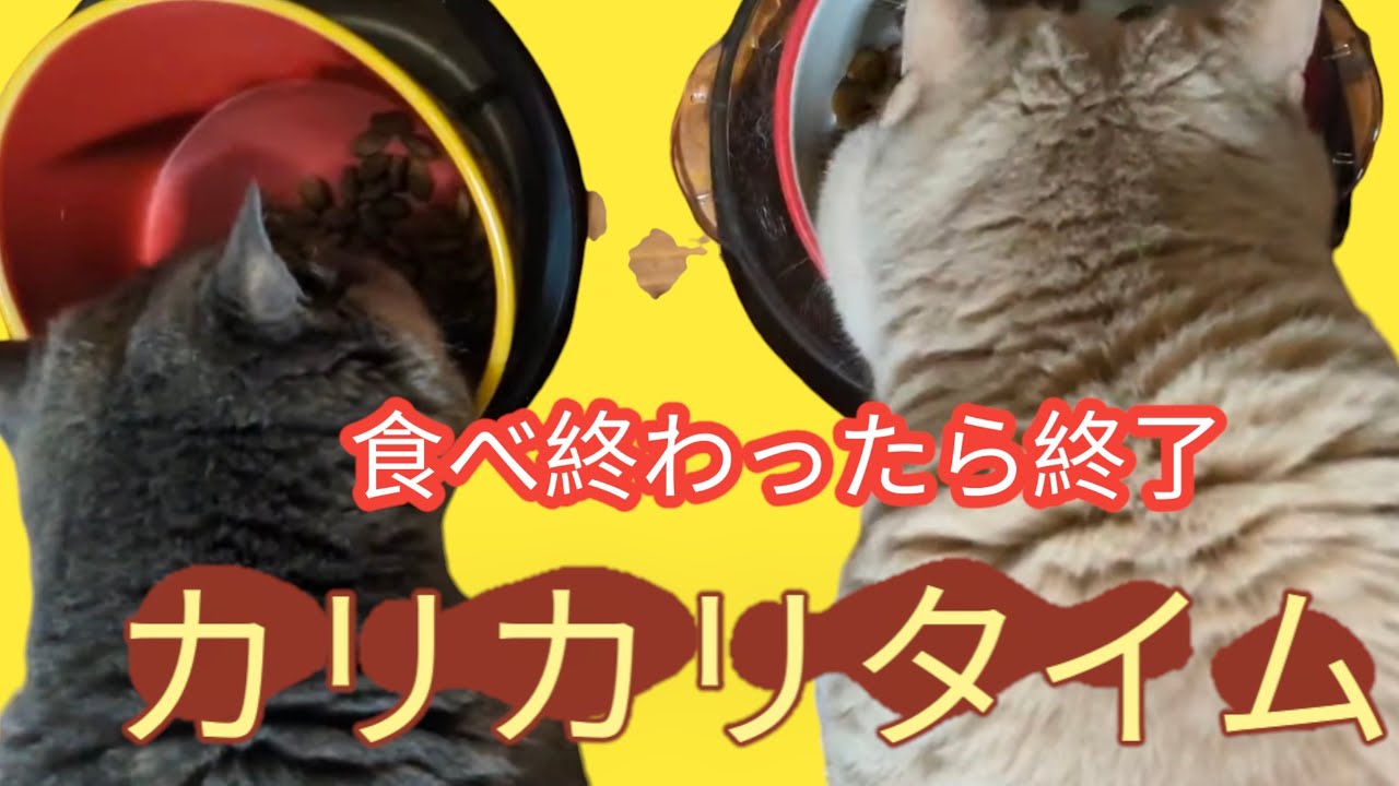 カリカリライブ配信食べ終わったら終わり