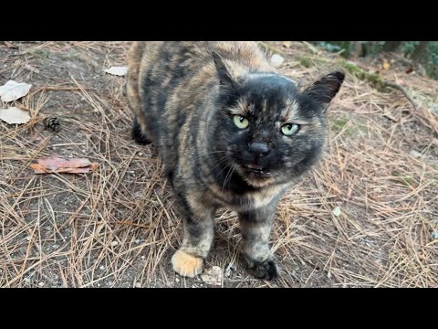 お喋りな森のずんぐりサビ猫ちゃん抱っこしたらちょっと重すぎた