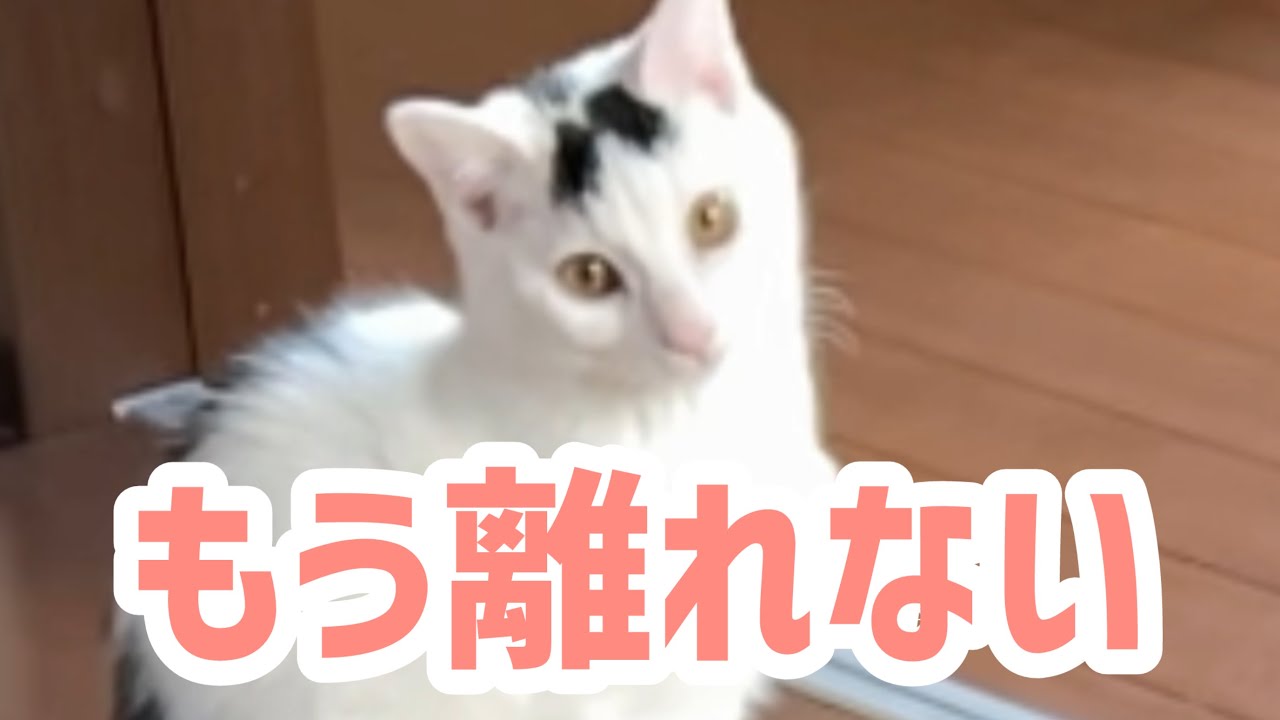 寂しいからそばにいてほしい。、猫のゲキ可愛動画。
