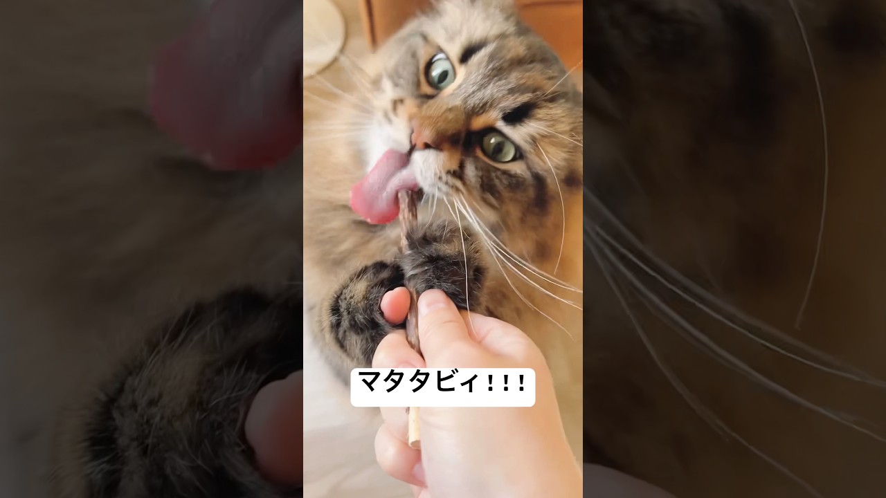今年最後のマタタビでぶっ飛んでる #サイベリアン #猫 #マタタビ
