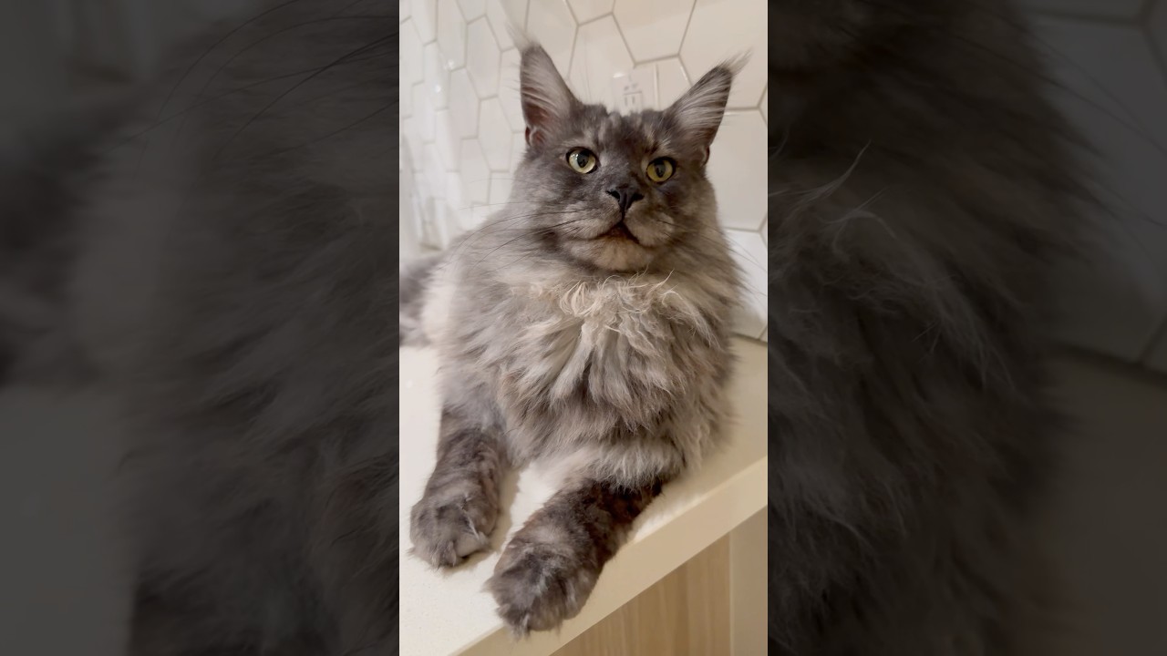 He doesn’t wanna do anything #cat #cats