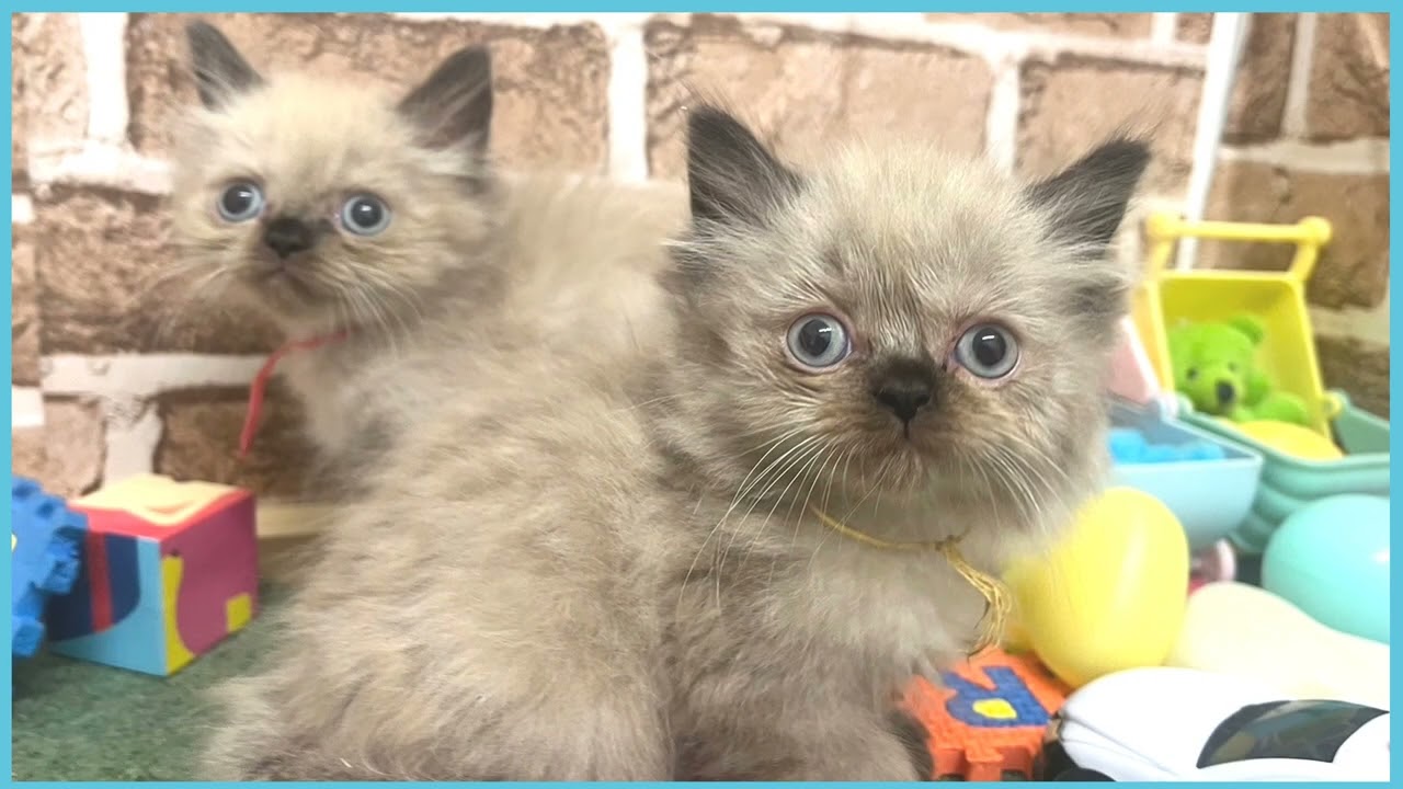 ペットショップCOO&RIKU No00701952(ヒマラヤン)