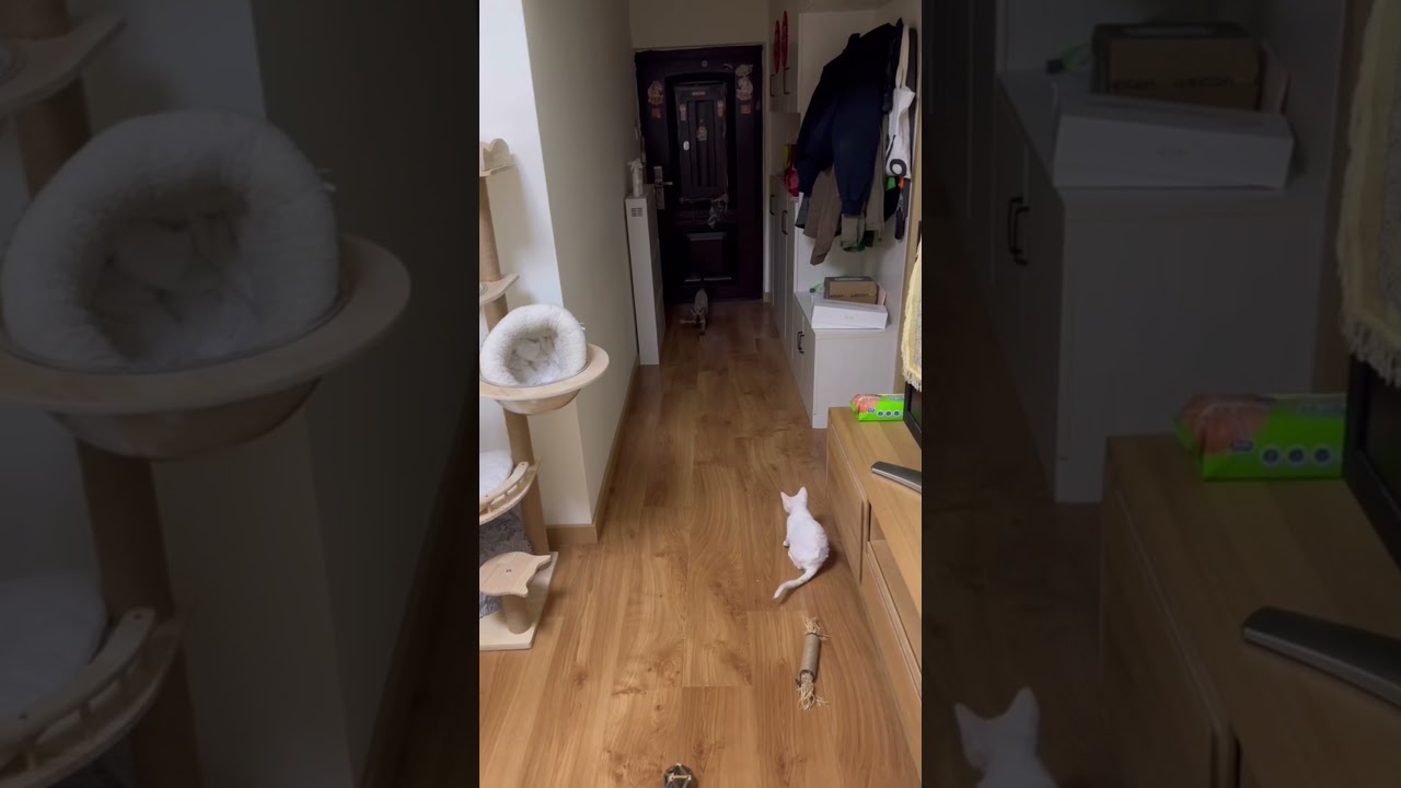 シャムちゃんもレトリバーになりたい#猫 #猫のいる暮らし #シャム猫