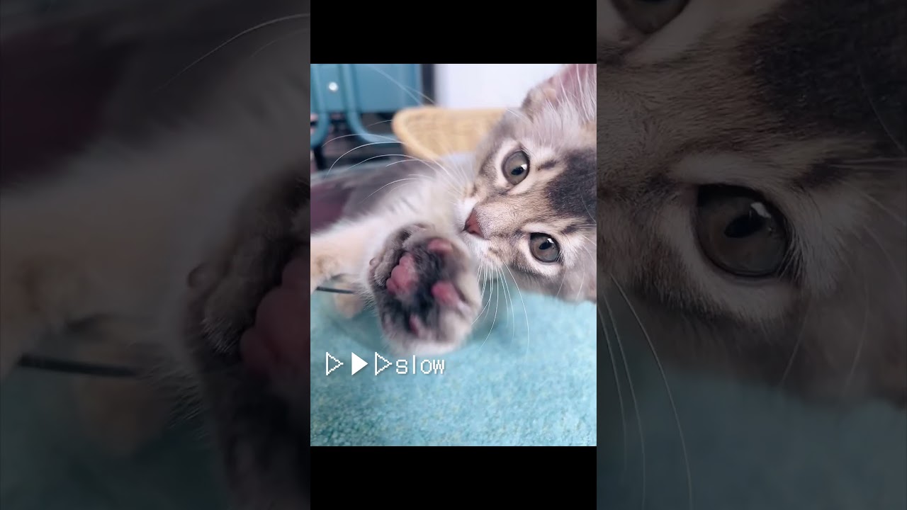 にくきゅうがよくみえる(ฅ'ω'ฅ) #cat #ソマリ #子猫 #もふもふ #肉球 #猫のいる暮らし #猫動画