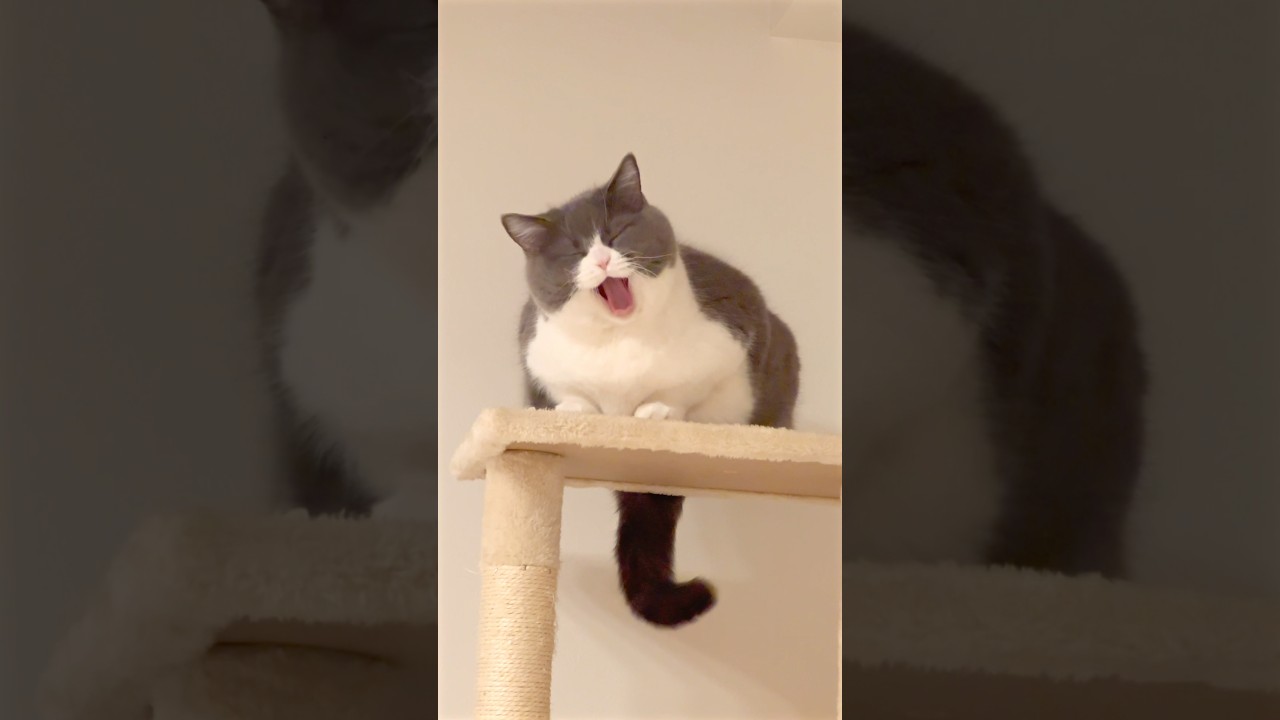 #cat #cute #kitten #catlover #cutecat #猫 #ブリテッシュショートヘアー #猫のいる暮らし #ねこ