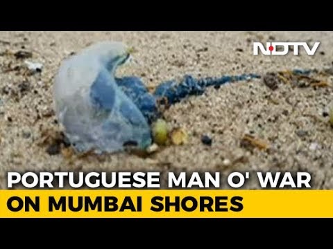 Over 150 Injured In Blue Bottle Jellyfish Attacks At Mumbai Beaches
