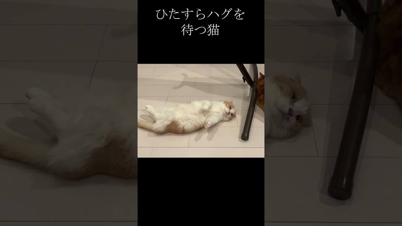 【甘えん坊】ひたすらハグを待つマンチカンが可愛すぎた【マンチカン/茶トラ】 #shorts