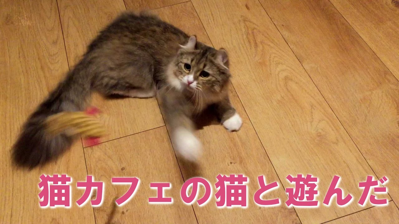 猫カフェの猫と遊んだ - アメリカンカール American curl