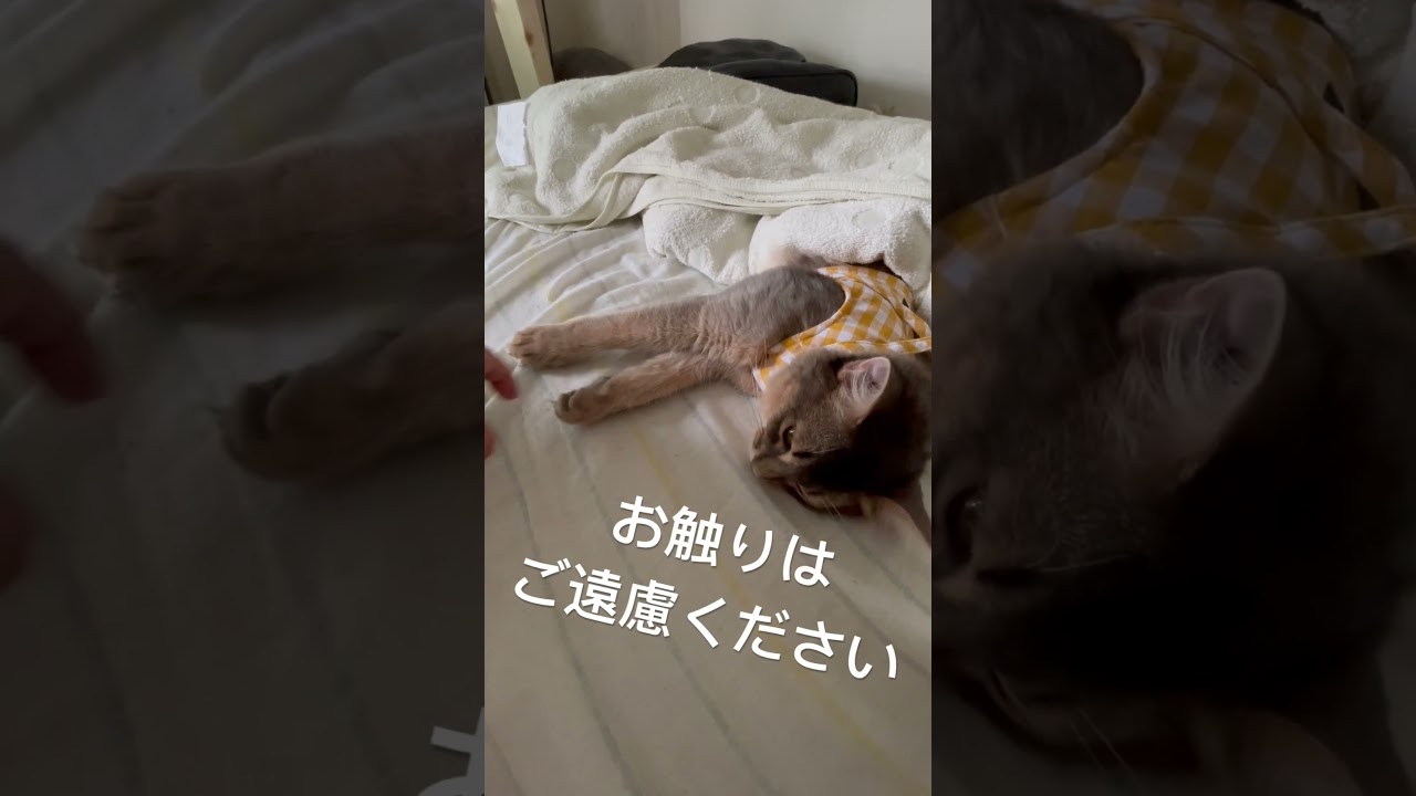 拒否ねこ　#ソマリ #ソマリブルー #ねこのいる生活