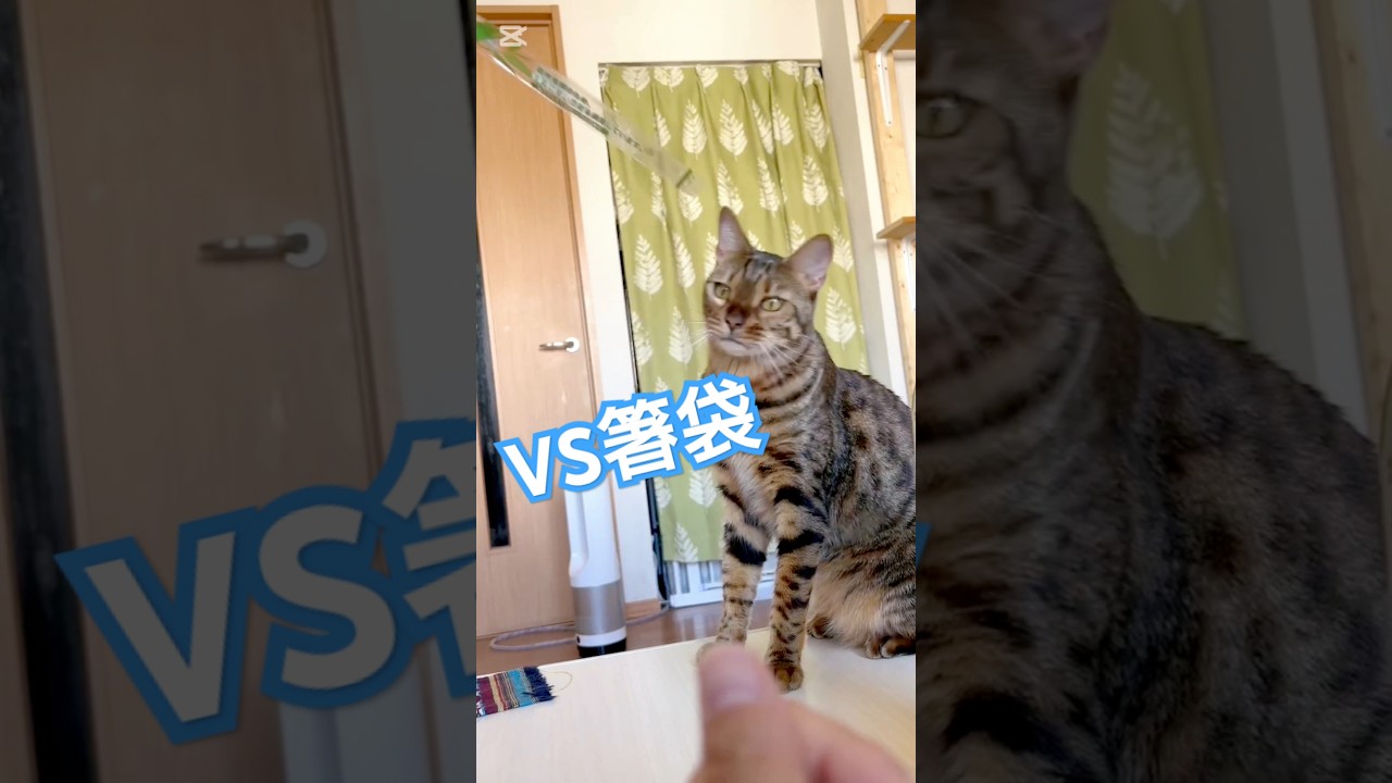【VSシリーズ】VS箸袋 #猫 #猫動画 #猫のいる暮らし #ベンガル #cat #fyp #shorts #short