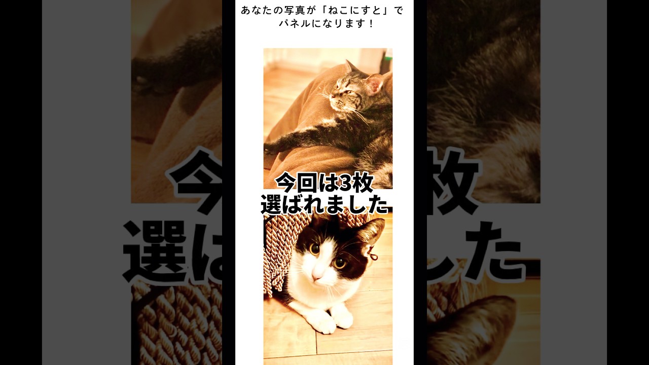【ねこにすと87京都】😸🐾これでラストです♪皆さん良いお年を✨ありがとございましたー  #shorts #ねこ　#保護猫　#ハチワレ猫
