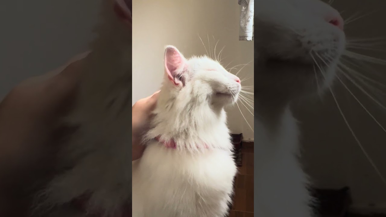 Petting My Cat 🐈 Meows Lovers 🥰