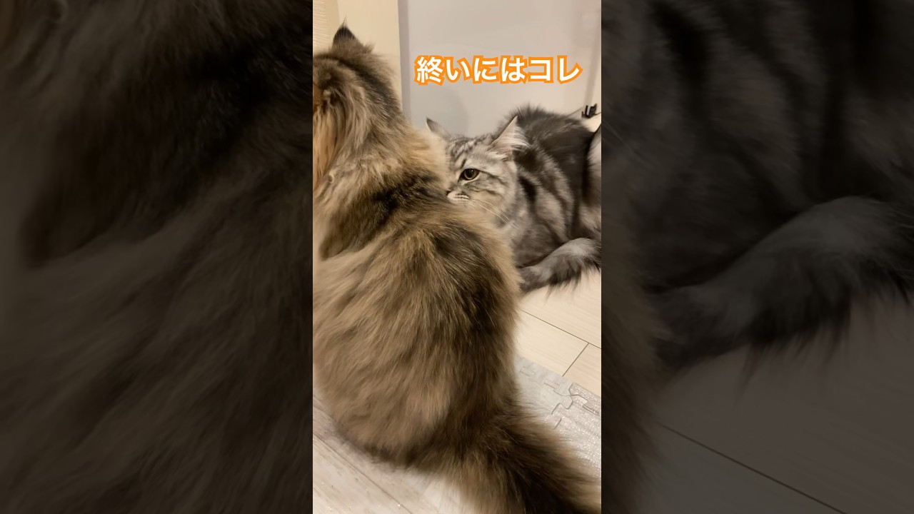 主役は誰だ？ #ラガマフィン #cat #猫 #猫のいる暮らし #catlover #catshorts #cats