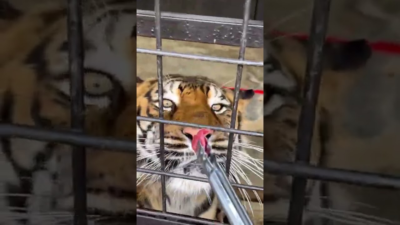 とってもお上品なほぼ飼いネコ的なベンガルトラ🐈のティガー♡ノースサファリサッポロ　#Shorts