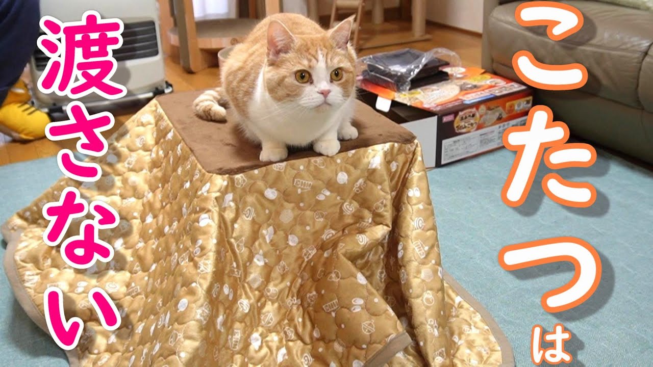 猫用コタツをめぐって攻防戦～パパも参戦!?【スコティッシュフォールド】【アビシニアン】