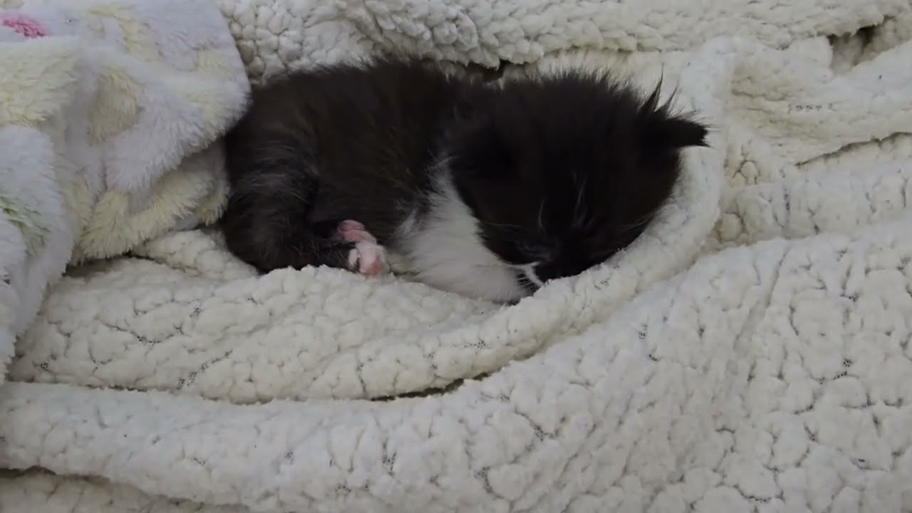 Tiny, Fluffy Foster Kitten had a very long day.