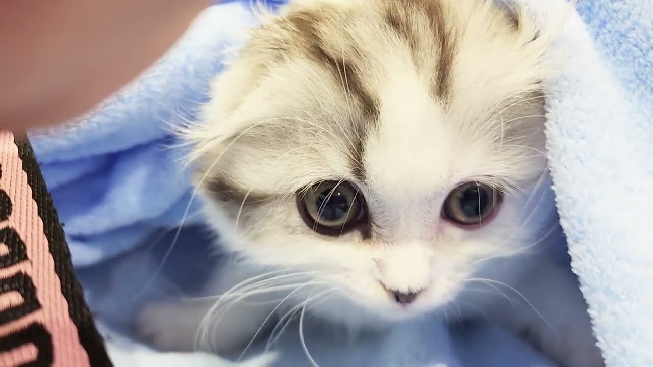 【スコティッシュフォールド】おくるみ大好き！