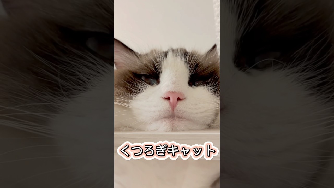 顔がいい　#猫 #猫のいる暮らし #ラグドール