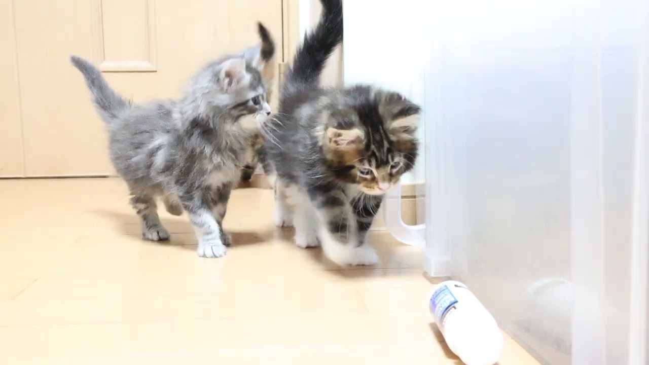 生後57日メインクーン子猫姉妹