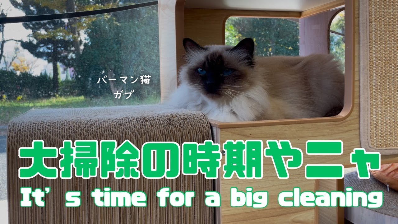 バーマン猫ガブ【大掃除の時期やニャ】It’s time for a big cleaning（バーマン猫）Birman/Cat