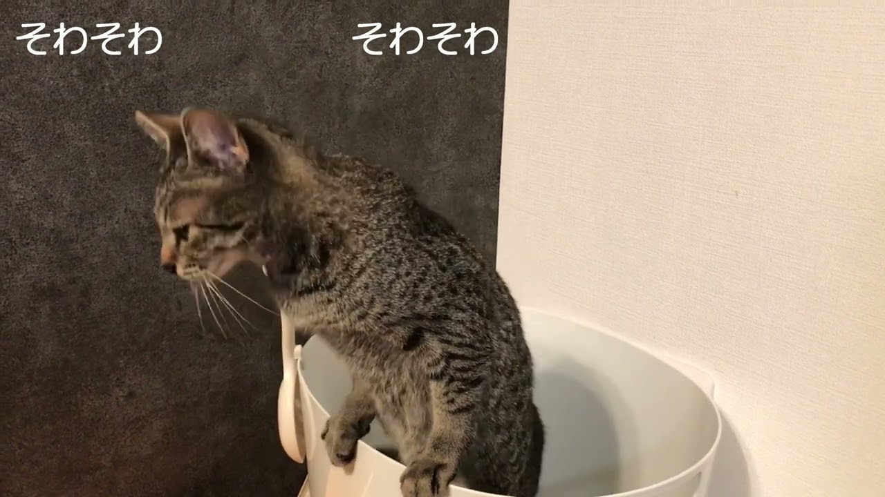立ったまま豪快にうんちするパウロ【エジプシャンマウ】