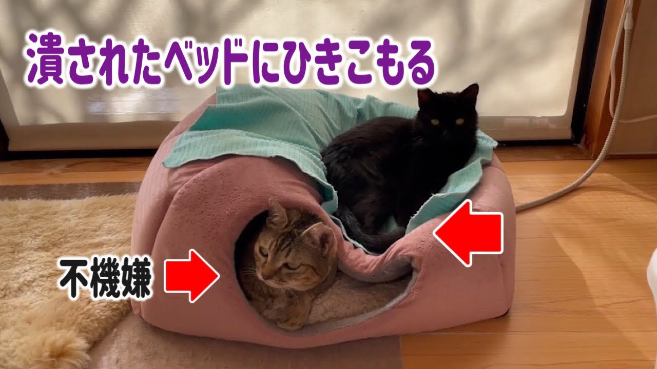 ちびっ子ギャングがいる生活も今日で最後となります