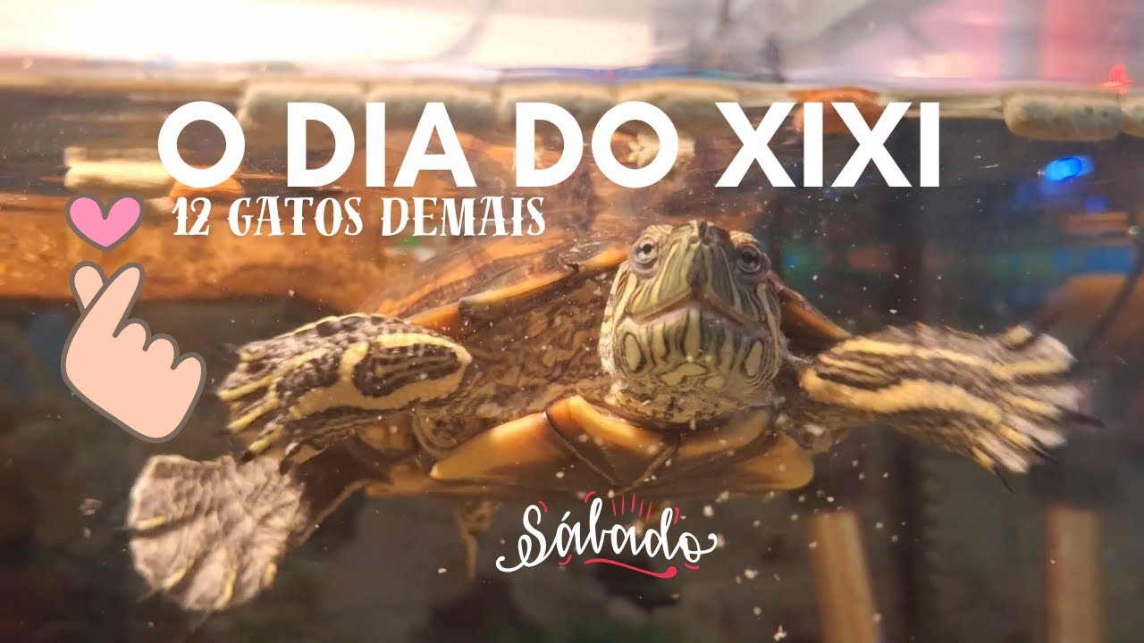 CONTABILIZANDO AS CARIMBADAS DE XIXIS | VLOG DOS 12 GATOS DEMAIS