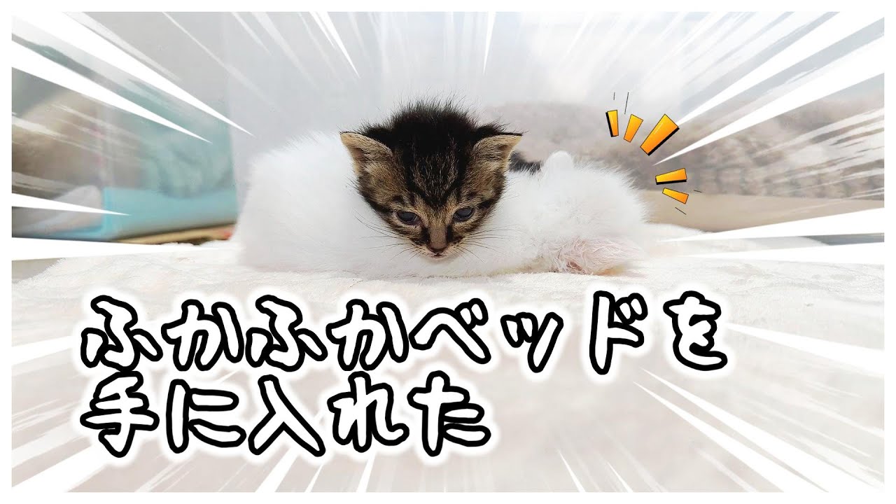 【子猫】「トントントン」ミルクを飲む横でかわいく呼ぶ子猫…そのあとの呼ばれた子猫の反応が…【保護猫生活21日目】