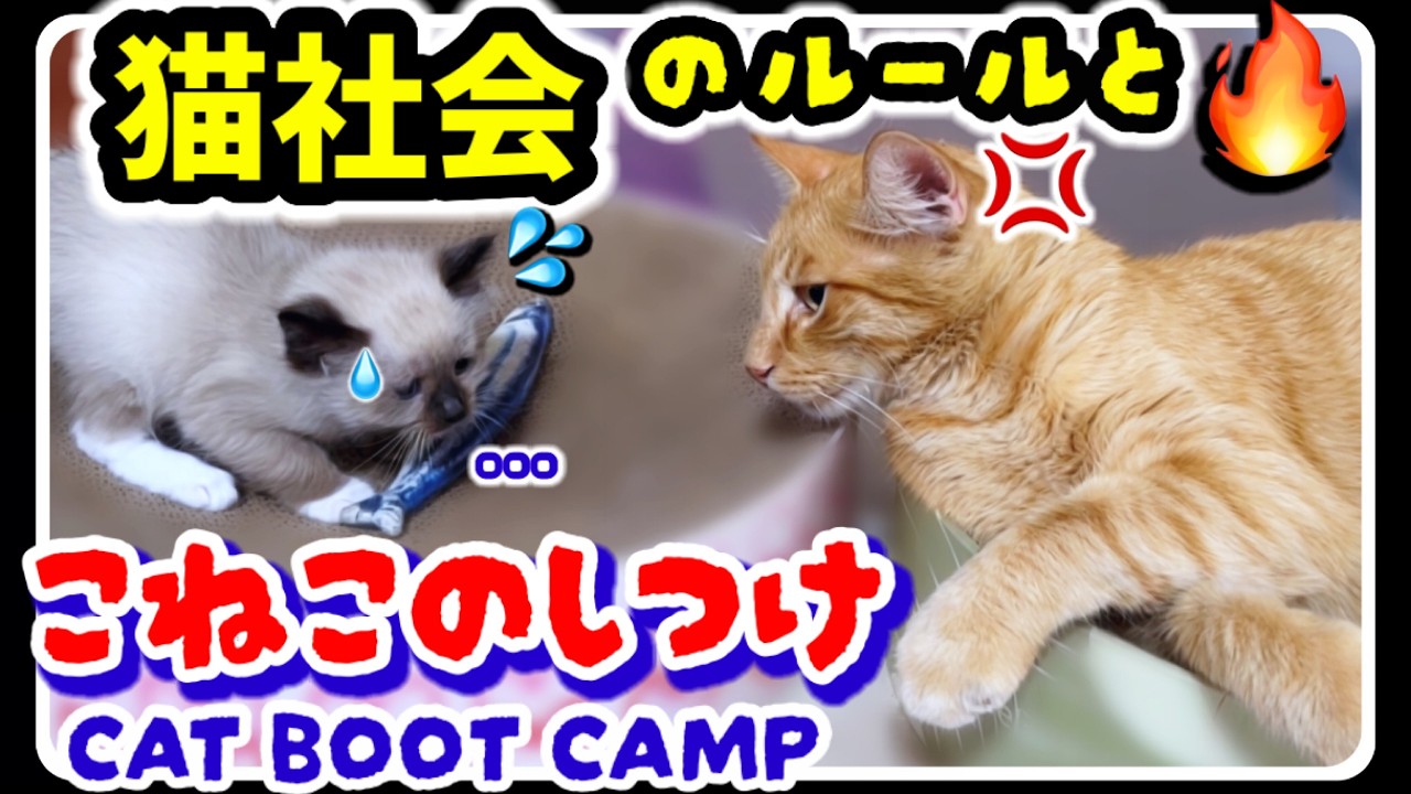 【生後49日目🫡猫ブートキャンプ】心臓バクバク🫀猫社会のしつけと教育🙀子猫がボス猫と急接近❗️#子猫 #ラグドール #ねこのしつけ