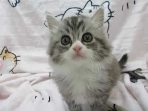 スコの耳立ちのシルバータビー＆ホワイトの男の子24060